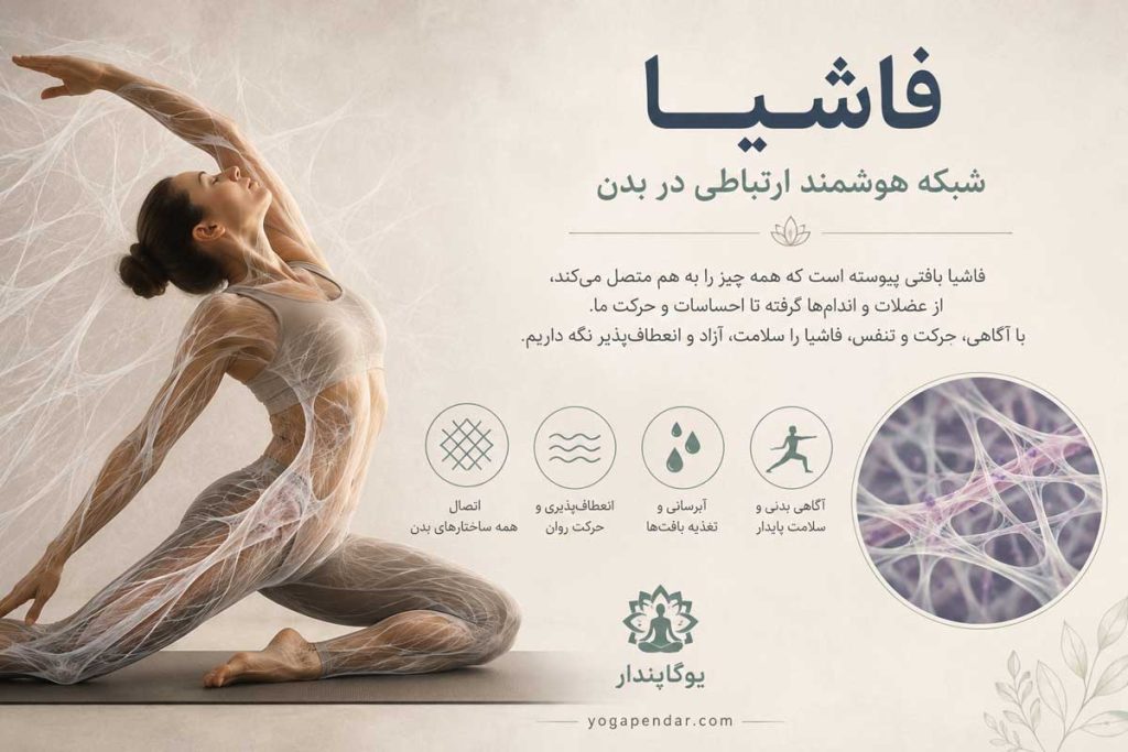 فاشیا،-شبکه‌ای-سه‌بعدی-و-پیوسته-از-بافت-همبند